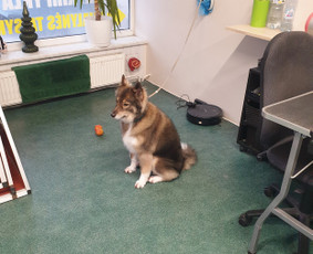 Paslaugos augintiniams - &Scaron;unelių nukailinimas ir kirpimas - 1