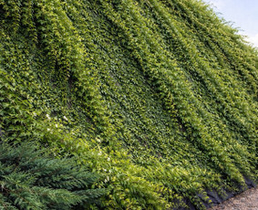 Kiemo, aplinkos apželdinimas - &Scaron;laitų.pakrančių tvirtinimas.lieptai.aplinkos tvarkymas - 3