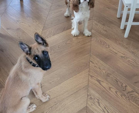 Grindjuosčių montavimas - Staliaus darbai: laiptai, turėklai, palangės, durys - 4