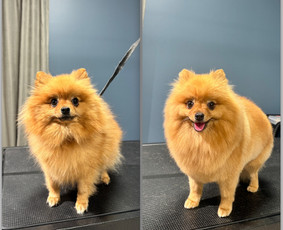 Paslaugos augintiniams - &Scaron;unų kirpimas, trimingavimas, nukailinimas Kaune - 1