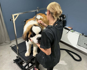 Paslaugos augintiniams - &Scaron;unų kirpimas, trimingavimas, nukailinimas Kaune - 4