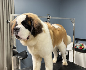 Paslaugos augintiniams - &Scaron;unų kirpimas, trimingavimas, nukailinimas Kaune - 3