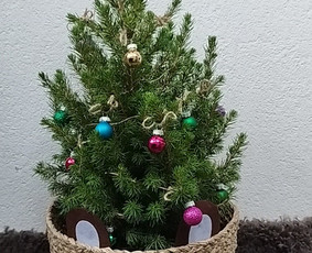 Vidaus augalų priežiūra - Vidaus augalų priežiūra - 3