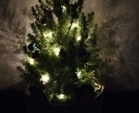 Vidaus augalų priežiūra - Vidaus augalų priežiūra - 2