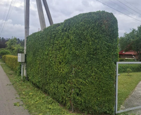 Žolės šienavimas, tujų formavimas, sodybų priežiūra / Erikas Mantickis / Darbų pavyzdys ID 4224891
