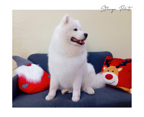 &Scaron;unų, kačių kirpyklos - &Scaron;unų kirpykla. &Scaron;unų ir Kačių salonas. - 2