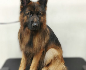 &Scaron;unų, kačių kirpyklos - &Scaron;unų kirpykla. &Scaron;unų ir Kačių salonas. - 1