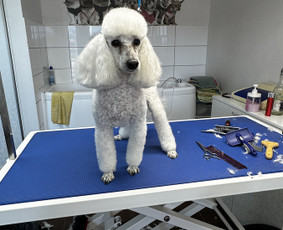 Visų veislių šunų kirpimas / Renata Atkočaitienė / Darbų pavyzdys ID 4227141