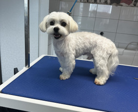 Visų veislių šunų kirpimas / Renata Atkočaitienė / Darbų pavyzdys ID 4227147