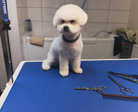 Visų veislių šunų kirpimas / Renata Atkočaitienė / Darbų pavyzdys ID 4227151