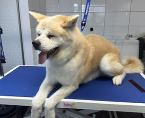 Visų veislių šunų kirpimas / Renata Atkočaitienė / Darbų pavyzdys ID 4227157