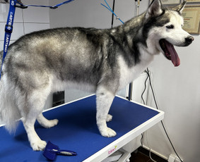 &Scaron;unų, kačių kirpyklos - Visų veislių &scaron;unų kirpimas - 4