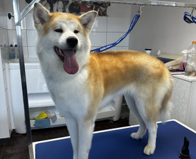 &Scaron;unų, kačių kirpyklos - Visų veislių &scaron;unų kirpimas - 3