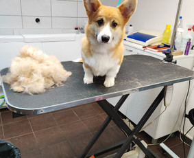 &Scaron;unų, kačių kirpyklos - Visų veislių &scaron;unų kirpimas - 2