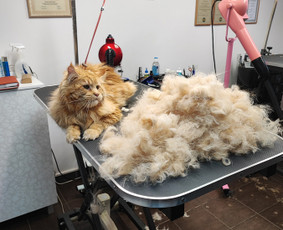 &Scaron;unų, kačių kirpyklos - Visų veislių &scaron;unų kirpimas - 1