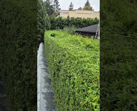 Vaismedžių genėjimas - Profesionalus vaismedžių genėjimas, konsultavimas - 1