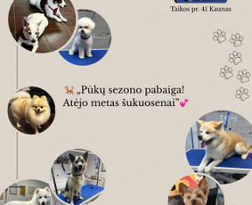 Paslaugos augintiniams - Visų veislių &scaron;unų kirpimas - 2