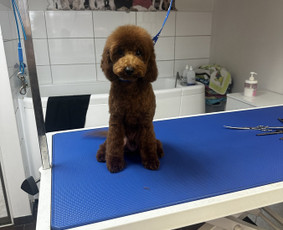 Paslaugos augintiniams - Visų veislių &scaron;unų kirpimas - 1