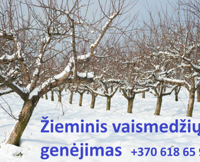 Statybos, apdaila - Žolės pjovimas - 2