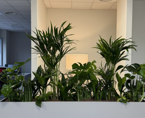 Vidaus augalų priežiūra - Interjero apželdinimas ir periodinė augalų priežiūra - 1