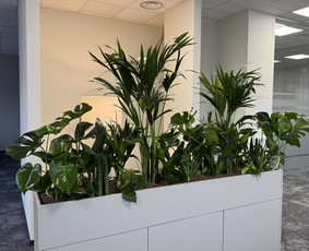 Vidaus augalų priežiūra - Interjero apželdinimas ir periodinė augalų priežiūra - 3