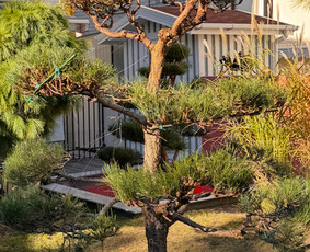 Medžių genėjimas, pjovimas - Sodininko paslaugos - 4