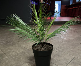 Augalų nuoma - Tropical foto sienos nuoma ir kitų dekoracijų nuoma, Vilnius - 4