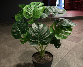 Augalų nuoma - Tropical foto sienos nuoma ir kitų dekoracijų nuoma, Vilnius - 3