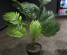 Augalų nuoma - Tropical foto sienos nuoma ir kitų dekoracijų nuoma, Vilnius - 2