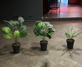 Augalų nuoma - Tropical foto sienos nuoma ir kitų dekoracijų nuoma, Vilnius - 1