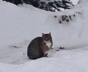 Sodybos nuomai - Sodyba nuomai - 1