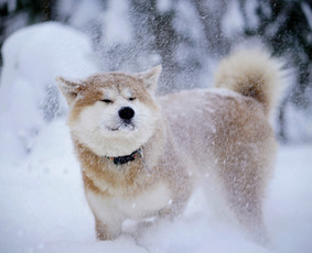 Nuotraukų redagavimas - Vestuvės asmeninės fotosesijos, renginių, &scaron;venčių fotografas - 4