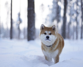 Nuotraukų redagavimas - Vestuvės asmeninės fotosesijos, renginių, &scaron;venčių fotografas - 3