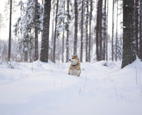Nuotraukų redagavimas - Vestuvės asmeninės fotosesijos, renginių, &scaron;venčių fotografas - 2