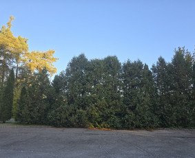 Gyvatvorių karpymas - Land&scaron;afto dizainas, sodininko paslaugos - 1