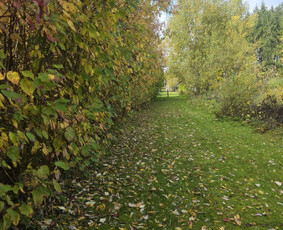 Vaismedžių sodinimas ir priežiūra - Land&scaron;afto dizainas, sodininko paslaugos - 1