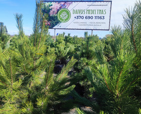 Daugiau nei apželdinimas- nuo idėjos iki jaukaus kiemo! / DaivosMedelynas / Darbų pavyzdys ID 4242842