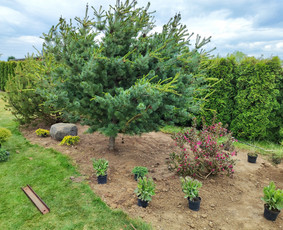 Augalų ir medelių sodinimas - Daugiau nei apželdinimas- nuo idėjos iki jaukaus kiemo! - 1