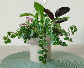 Vidaus augalų priežiūra - Vidaus augalų priežiūra - 2