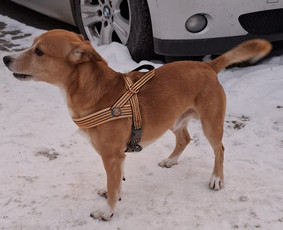 Šunelių nukailinimas ir kirpimas, kačių skutimas / Ausra Lapenaite / Darbų pavyzdys ID 4245618