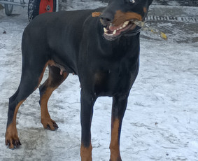 Paslaugos augintiniams - &Scaron;unų vie&scaron;bučiai, priežiūra - 3