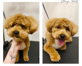 &Scaron;unų, kačių kirpyklos - &Scaron;unų kirpykla. &Scaron;unų ir Kačių salonas. - 1