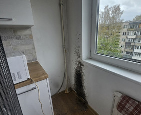 Pelėsio ir grybų naikinimas / MB Molderis / Darbų pavyzdys ID 4247372