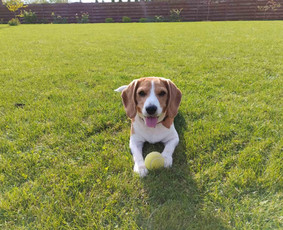 &Scaron;unų, kačių kirpyklos - Prižiūriu augintinius nuosavame name ir pas jus - 1