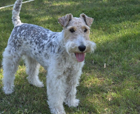 &Scaron;unų, kačių kirpyklos - Prižiūriu augintinius nuosavame name ir pas jus - 2