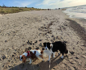 &Scaron;unų, kačių kirpyklos - Prižiūriu augintinius nuosavame name ir pas jus - 3