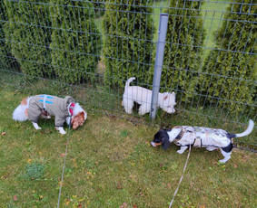 &Scaron;unų, kačių kirpyklos - Prižiūriu augintinius nuosavame name ir pas jus - 4