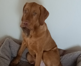 Paslaugos augintiniams - &Scaron;unų vie&scaron;bučiai, priežiūra - 2