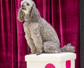 Pramogos vaikams - Mini cirkas - 4