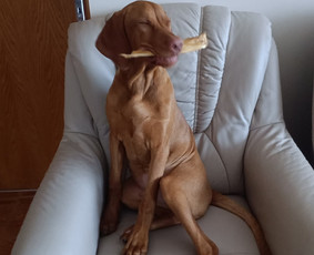 Paslaugos augintiniams - &Scaron;unų vie&scaron;bučiai, priežiūra - 1